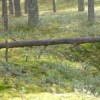Памятка о порядке заготовки и сбора валежника Памятка о порядке заготовки и сбора валежника