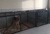 Определена компания, которая в этом году будет отлавливать бездомных собак. Определена компания, которая в этом году будет отлавливать бездомных собак.