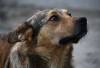 За прошлый год в Дивногорске отловили 111 бездомных собак