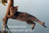 Сильный ветер ожидается на территории края Сильный ветер ожидается на территории края